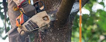 Best Storm Damage Tree Cleanup  in Sugar City, ID