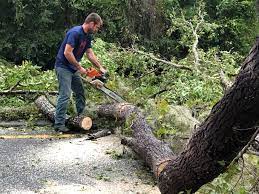 Best Tree Health Inspection  in Sugar City, ID