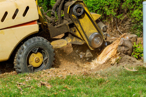 Best Hazardous Tree Removal  in Sugar City, ID