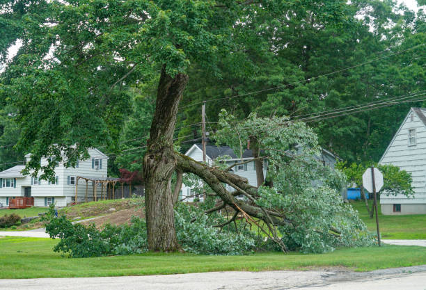 Best Utility Line Clearance  in Sugar City, ID