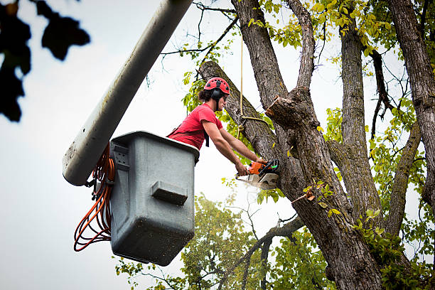Best Root Management and Removal  in Sugar City, ID