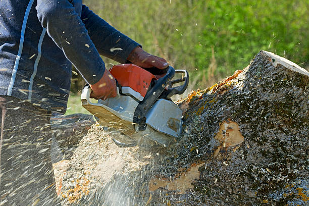 Lawn Watering Services in Sugar City, ID