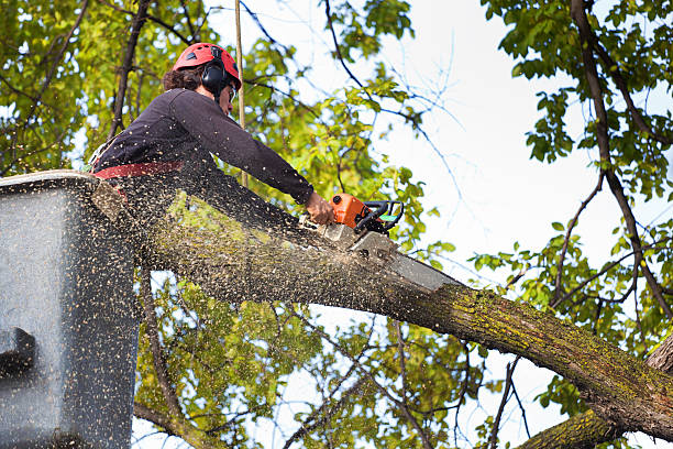 Best Lawn Watering Services  in Sugar City, ID